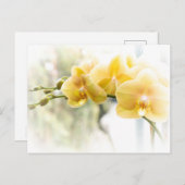 Yellow Moth Orchid in Sunshine Briefkaart (Voorkant / Achterkant)