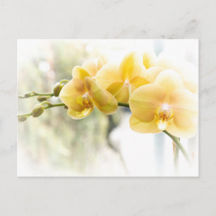 Yellow Moth Orchid in Sunshine Briefkaart