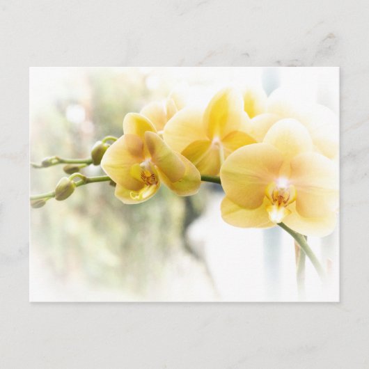 Yellow Moth Orchid in Sunshine Briefkaart (Voorkant)