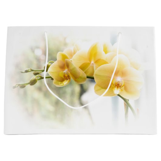 Yellow Moth Orchid in Sunshine Groot Cadeauzakje (Voorkant)