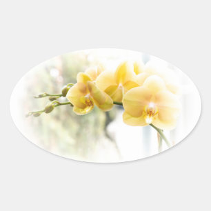 Yellow Moth Orchid in Sunshine Ovale Sticker