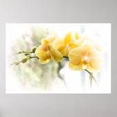 Yellow Moth Orchid in Sunshine Poster (Voorkant)