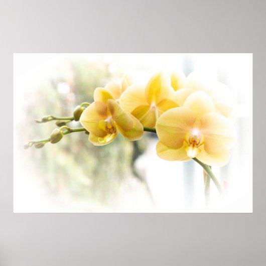 Yellow Moth Orchid in Sunshine Poster (Voorkant)