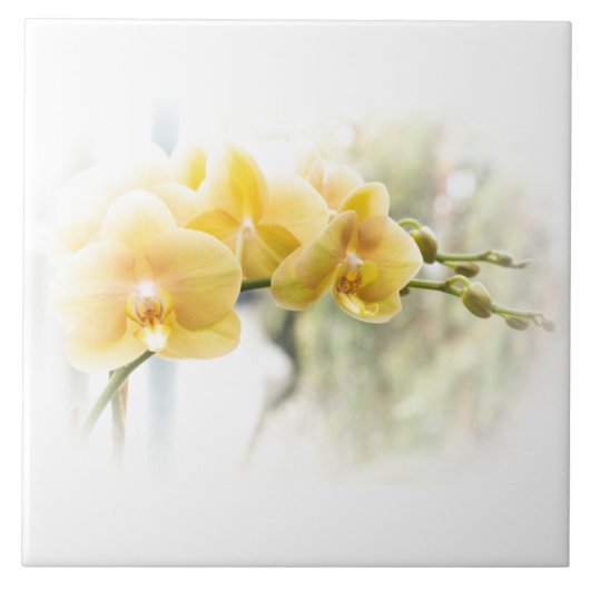 Yellow Moth Orchid in Sunshine Tegeltje (Voorkant)