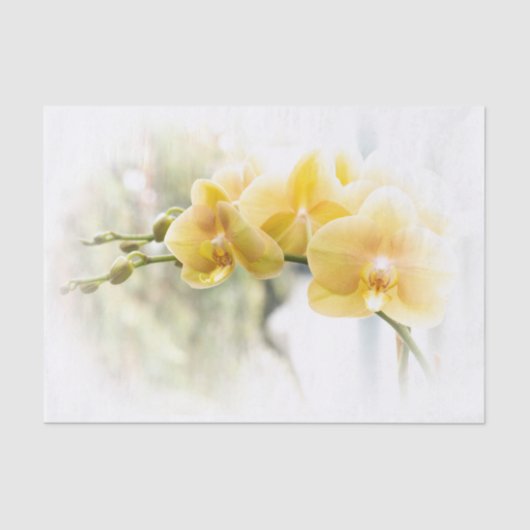 Yellow Moth Orchid in Sunshine Tissuepapier (Voorkant)