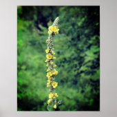 Yellow Mullein Wildflower Poster (Voorkant)