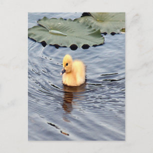 Yellow Muscovy Ducking Photo Briefkaart