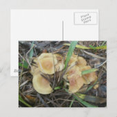 Yellow Mushroom OBX Briefkaart (Voorkant / Achterkant)