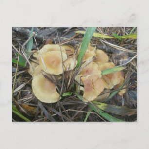 Yellow Mushroom OBX Briefkaart
