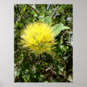Yellow Ohia Lehua Poster (Voorkant)