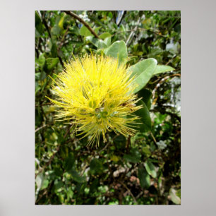 Yellow Ohia Lehua Poster