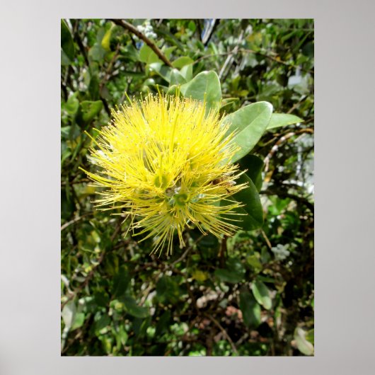Yellow Ohia Lehua Poster (Voorkant)