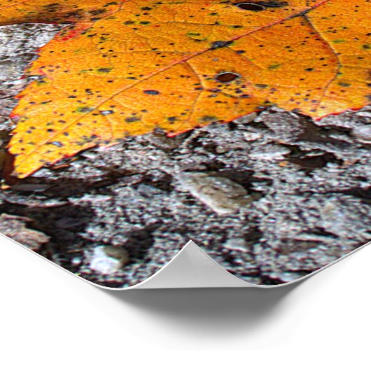 Yellow-orange Leaf Photo Poster (Hoek)