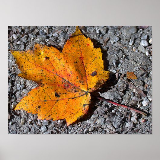 Yellow-orange Leaf Photo Poster (Voorkant)