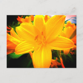 Yellow Oranje Day Lily Flowers Sunny Garden Briefkaart
