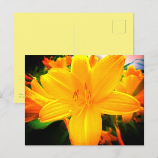 Yellow Oranje Day Lily Flowers Sunny Garden Briefkaart (Voorkant / Achterkant)