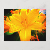 Yellow Oranje Day Lily Flowers Sunny Garden Briefkaart (Voorkant)