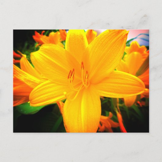 Yellow Oranje Day Lily Flowers Sunny Garden Briefkaart (Voorkant)