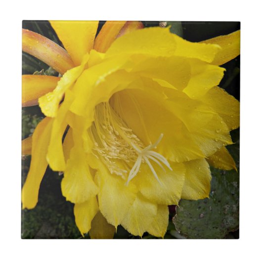 Yellow Orchid Cactus Bloom Floral Tegeltje (Voorkant)