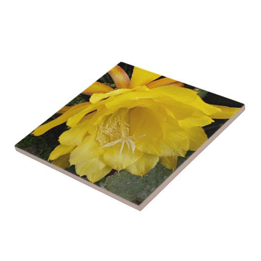 Yellow Orchid Cactus Bloom Floral Tegeltje (Zijkant)