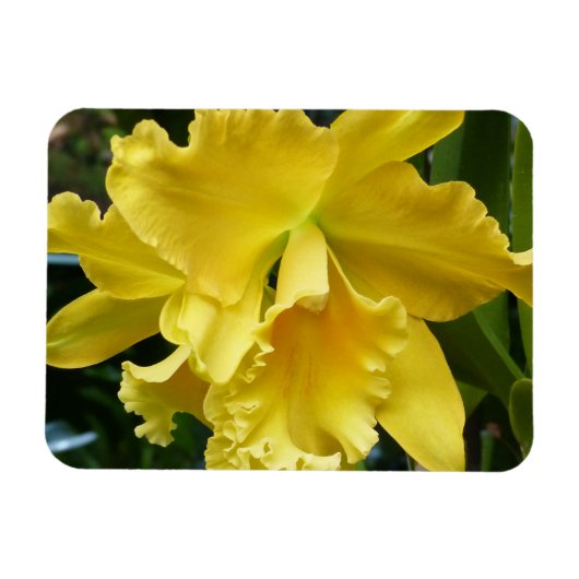 Yellow Orchid Magnet Magneet (Horizontaal)