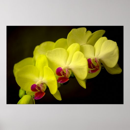 Yellow Orchid - Poster (Voorkant)