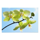 Yellow Orchids Foto Afdruk (Voorkant)