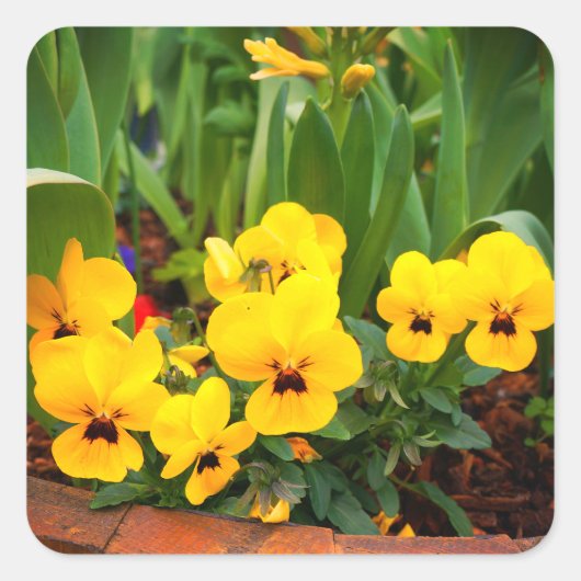 Yellow Pansy #1 stickers (Voorkant)