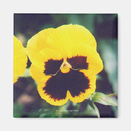 Yellow Pansy Magneet