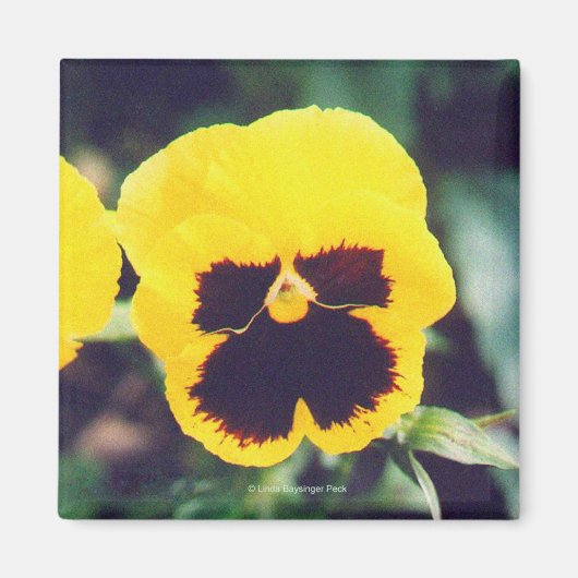 Yellow Pansy Magneet (Voorkant)