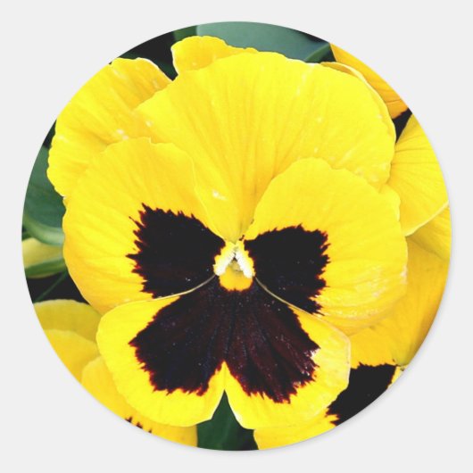 Yellow Pansy Ronde Sticker (Voorkant)