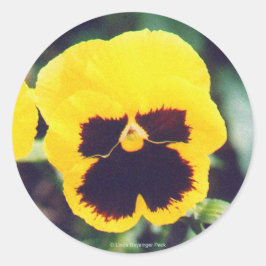Yellow Pansy Ronde Sticker