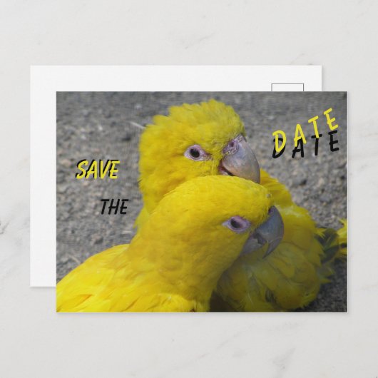Yellow Parrots Couple SAVE de DATUM Briefkaart (Voorkant / Achterkant)