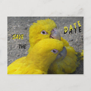 Yellow Parrots Couple SAVE de DATUM Briefkaart
