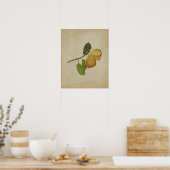 Yellow Pear Botanische Illustratie Poster (Keuken)