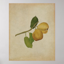 Yellow Pear Botanische Illustratie