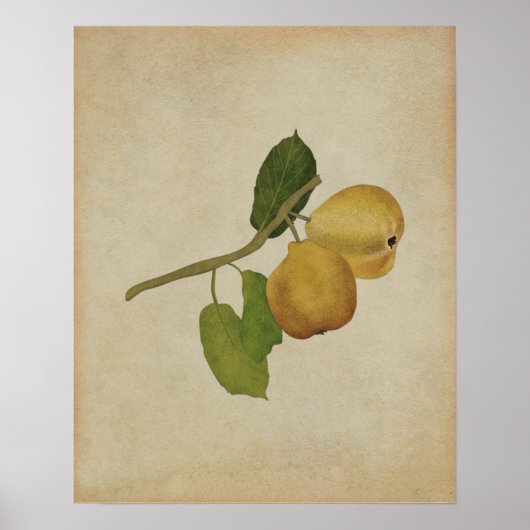 Yellow Pear Botanische Illustratie Poster (Voorkant)