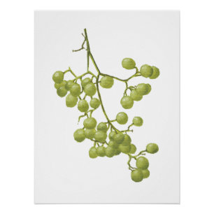Yellow peppercorns - Botanical Study 1 Perfect Poster
