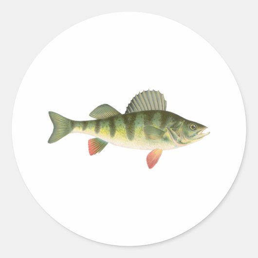 Yellow Perch Art Ronde Sticker (Voorkant)