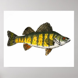 Yellow Perch Poster