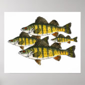 Yellow Perch School Poster (Voorkant)