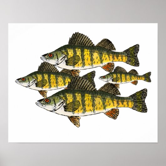 Yellow Perch School Poster (Voorkant)