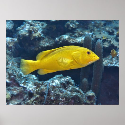 Yellow Phase Coney Poster (Voorkant)