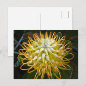 Yellow Pincushion Flower Briefkaart (Voorkant / Achterkant)