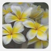 Yellow Plumeria Flower, Hawaii Photography Vierkante Sticker (Voorkant)