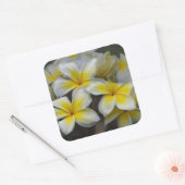 Yellow Plumeria Flower, Hawaii Photography Vierkante Sticker (Envelop)