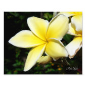 Yellow Plumeria Foto Afdruk (Voorkant)