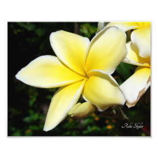 Yellow Plumeria Foto Afdruk