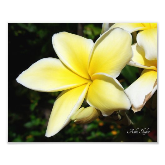 Yellow Plumeria Foto Afdruk (Voorkant)