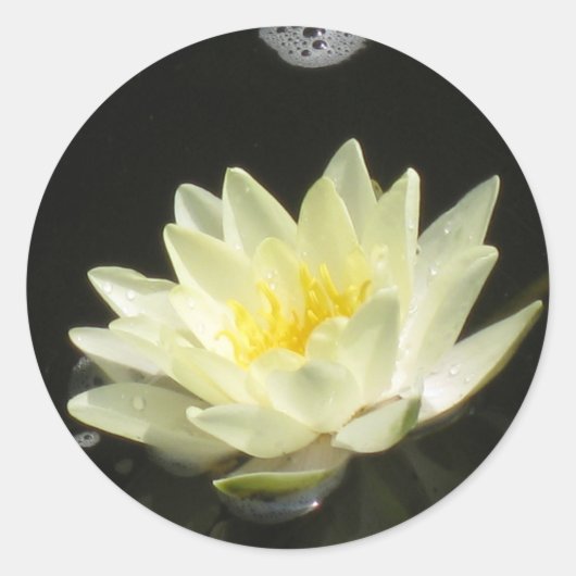 Yellow Pond Lily Sticker (Voorkant)